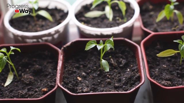 СУМАСШЕДШАЯ ВСХОЖЕСТЬ ЛЮБЫХ СЕМЯН СУПЕР СПОСОБ смотреть онлайн