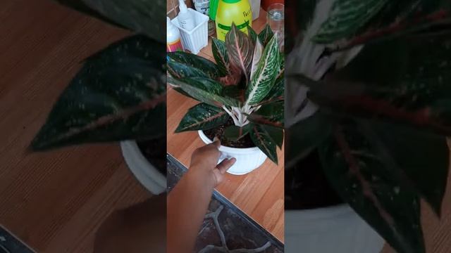 Aglaonema Green Legacy rumpun 6 Jumbo.. wa 083807852718 смотреть онлайн