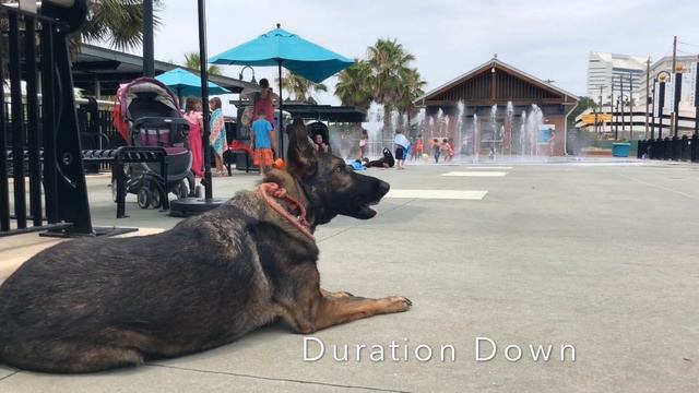 Two Year Old German Shepher "Nado"| Tallahassee Dog Trainers | Best German Shepherd Trainers смотреть онлайн