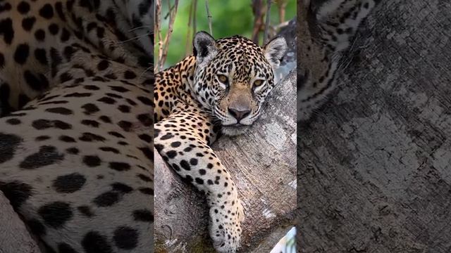 "Beautiful Creatures: A Stunning Showcase of Earth's Majestic Animals" смотреть онлайн