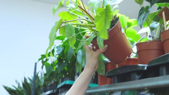 Wielka dostawa roślin na Dzień Mamy oraz rośliny kolekcjonerskie od Jungle Boogie. смотреть онлайн