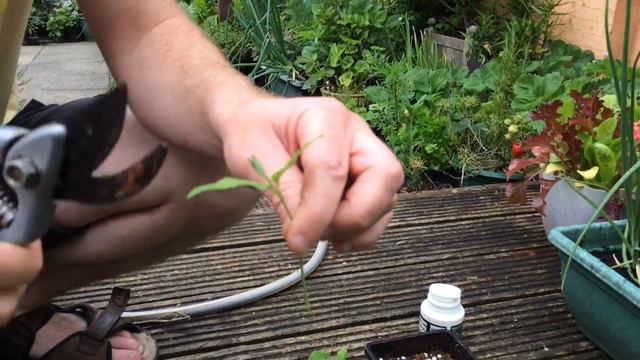 Softwood / semi ripe cuttings of Bay and Mock Orange смотреть онлайн