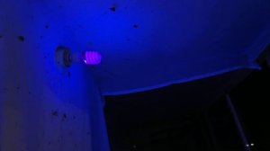 Ловля бабочек на свет не выходя из дома / ловим на свет