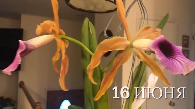 Мои короли и королевы. Цветение орхидей июнь 2021. смотреть онлайн