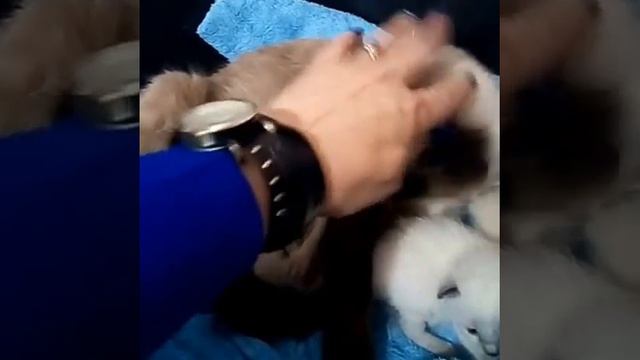 3 марта 2017 г. смотреть онлайн