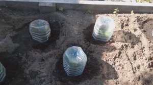 Как правильно посадить тыкву . Все секреты . Лучшие сорта .