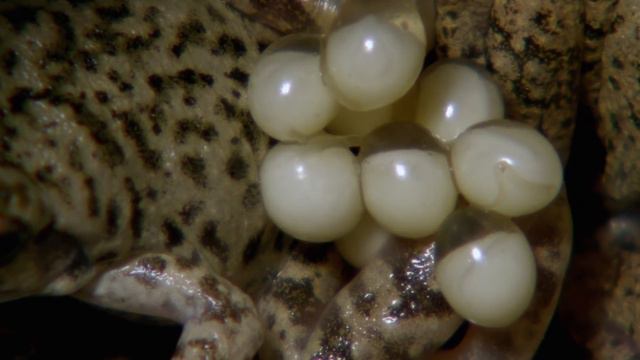 Водная жизнь - [23_26] Пульс воды (1080p) смотреть онлайн