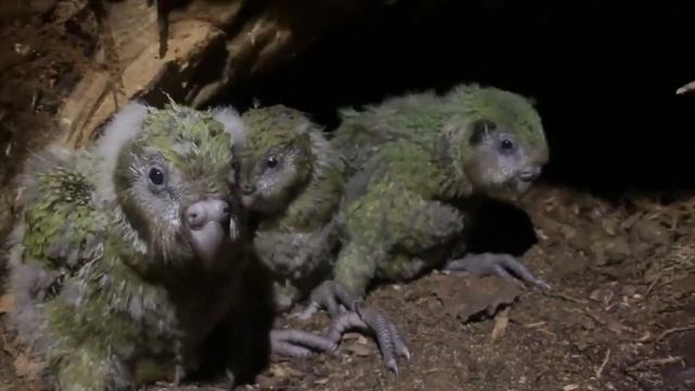 Kakapo chicks day by day смотреть онлайн