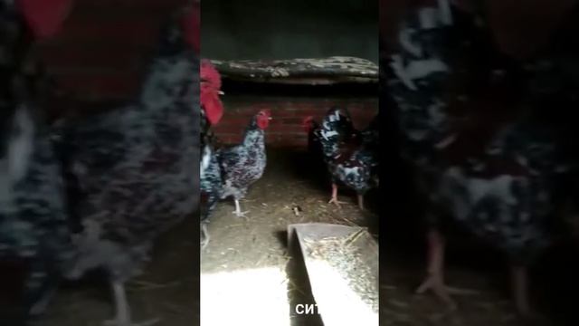 Ливенская ситцевая смотреть онлайн