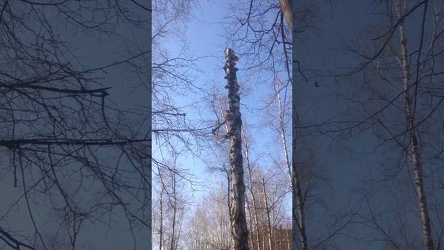 Дятел клювом тук-тук-тук смотреть онлайн