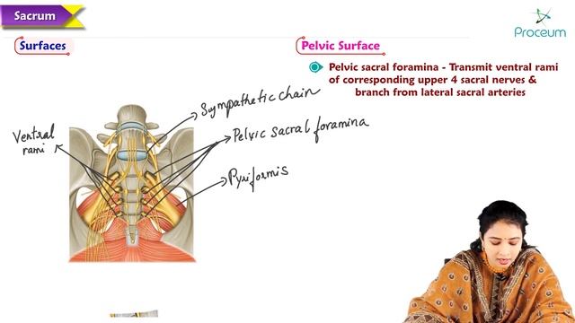 Osteology of Sacrum by Dr. Rajitha Vanga | MBBS | NEET | USMLE | FMGE | NEXT смотреть онлайн