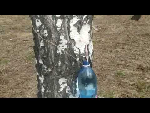 Берёзовый сок- сбор и консервация. смотреть онлайн