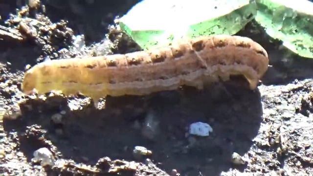 гусеницы россии смотреть онлайн