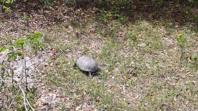 ПРИРОДА ЦЕНТРАЛЬНОЙ ФЛОРИДЫ смотреть онлайн