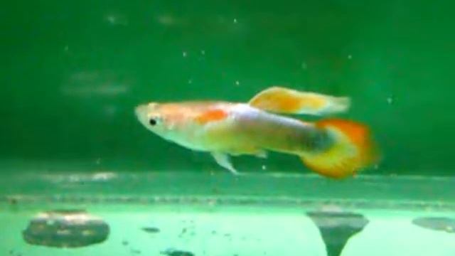 Half Tuxedo Spear Tail Guppy смотреть онлайн