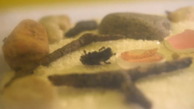 Lasius niger -Первый раз едят муху смотреть онлайн