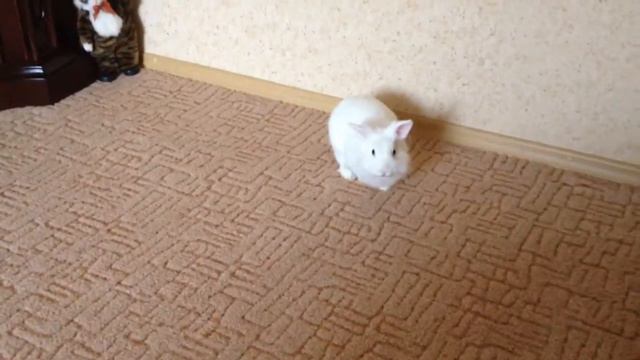 Кошка играется с белым кроликом смотреть онлайн