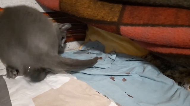 Роды РУССКОЙ ГОЛУБОЙ кошки. Childbirth Of The Russian Blue Cat-Geburt Der RUSSISCH BLAU Katze
