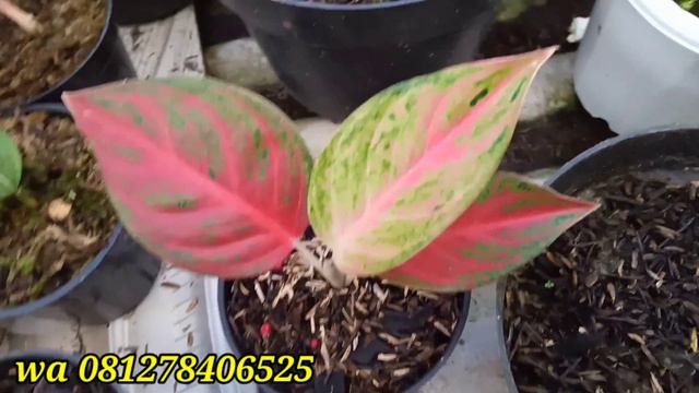 baby pos white, baby aglonema koleksian смотреть онлайн