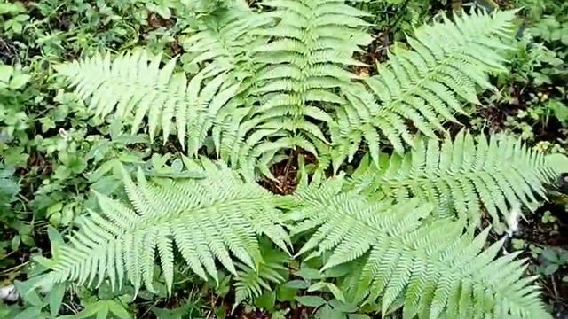 Не грибы так пиканы! Вкусняшка! Борщевик Сибирский. Ачитский район. смотреть онлайн