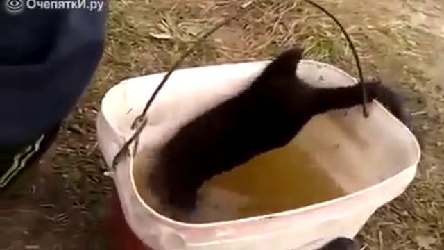 Норка грабит рыбаков смотреть онлайн