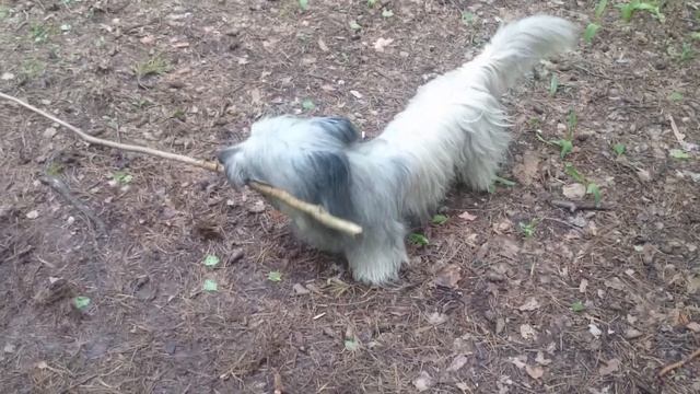 Скай-терьер в лесу (Skye Terrier in forest) смотреть онлайн