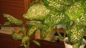 Сохнут кончики листьев у Диффенбахии. Почему и что с эти делать?