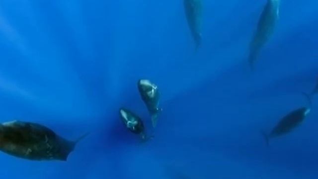 Спящие кашалоты.Новости в мире науки: выпуск 4 смотреть онлайн