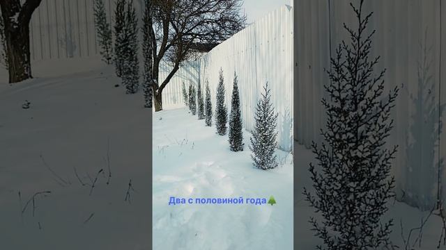 Кипарисы из семян#кипарисы в снегу#ландшафтныйдизайнер #любовькхвойным#красота смотреть онлайн