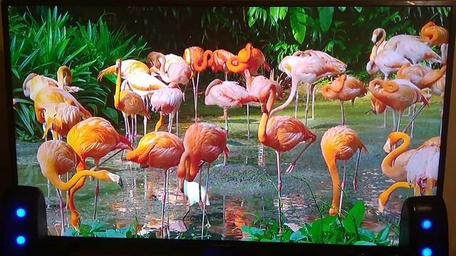 Skyworth 40e2a. cam. Redmi 5a смотреть онлайн