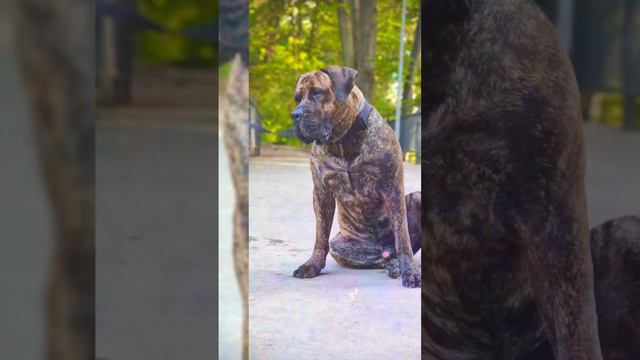 #dog #dogocanario #dogs #dogslife #presacanario #pies #doggo #psy смотреть онлайн