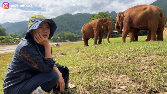 [치앙마이] 코끼리를 위해 인생을 바친 영웅! 구조 단체 Save Elephant Foundation 설립자 Lek Chailert {EP. 52} смотреть онлайн