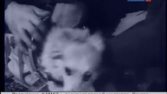 Первые собаки в космосе смотреть онлайн