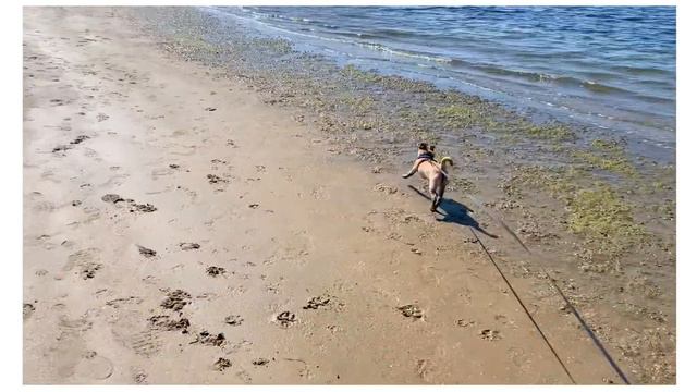 ОБЫЧНАЯ НЕДЕЛЯ В ЛОС-АНДЖЕЛЕСЕ *влог* смотреть онлайн