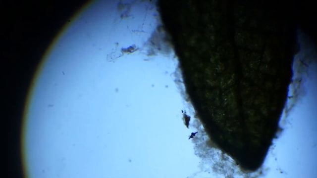 Турбеллярия на корне цветка смотреть онлайн