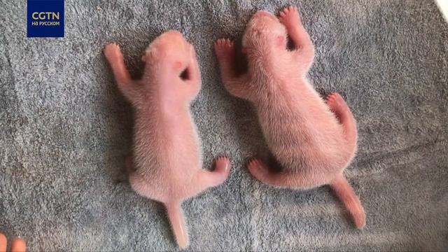 Рождение двойняшек большой панды в Китае смотреть онлайн