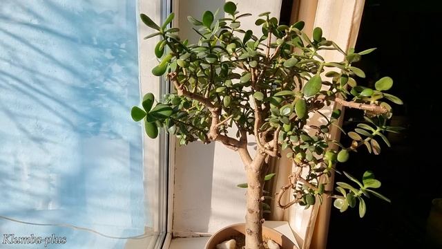 Денежное дерево (Толстянка) - как ухаживать и формировать смотреть онлайн