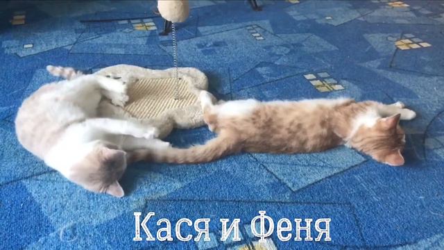 Привет с передержки!!! (приют для котиков г. Снежинск) смотреть онлайн