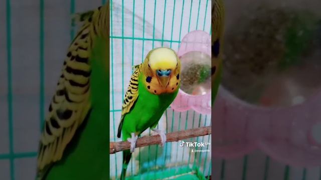 Когда очень хочешь попасть на евровидение! смотреть онлайн