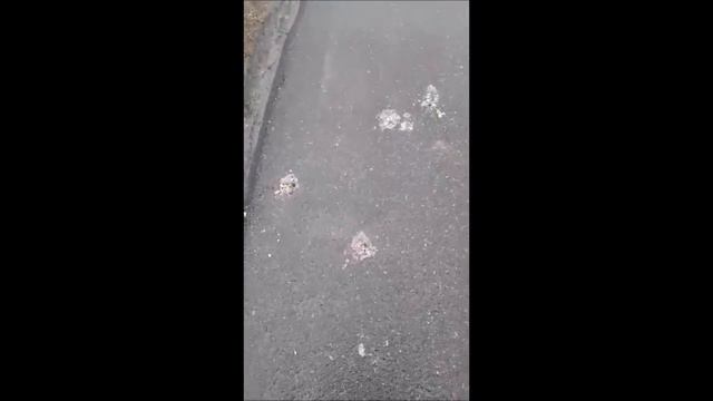 Виноградные улитки заполонили Подмосковье. Что происходит? смотреть онлайн