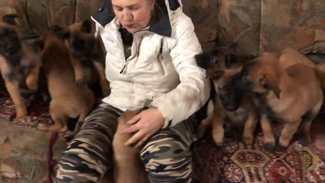 #Бельгийскаяовчарка#Малинуа#Щенки 2 месяца. 17 декабря 2019 г. смотреть онлайн