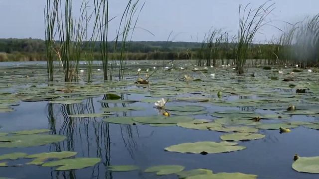 Белая кувшинка (Nymphaéa álba) Красная Книга Ульяновской области. Попытка №3 смотреть онлайн