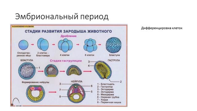 Онтогенез смотреть онлайн