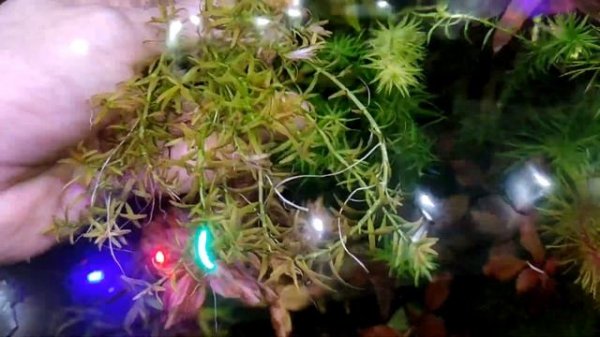 Аквариумное растение Rotala mexicana goias. Обзор Ротала гояс.