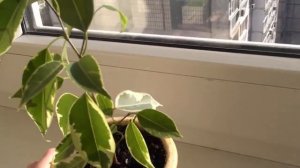 Фикус опустил листья. Болезни фикуса.