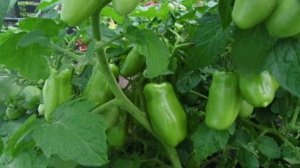 Немного о томате сорта "Жиголо"!