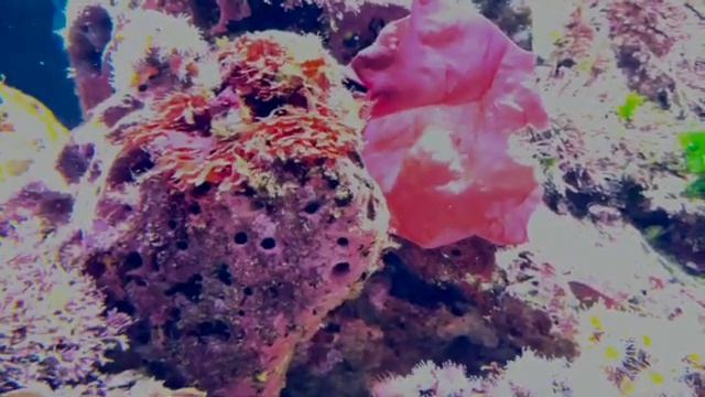 Aquarium Relaxation Music - Classroom And Study Environment