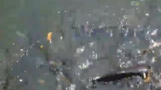 Кормим сомов в Сиам парке смотреть онлайн