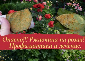 Опасно!!! Ржавчина роз! Профилактика и лечение.