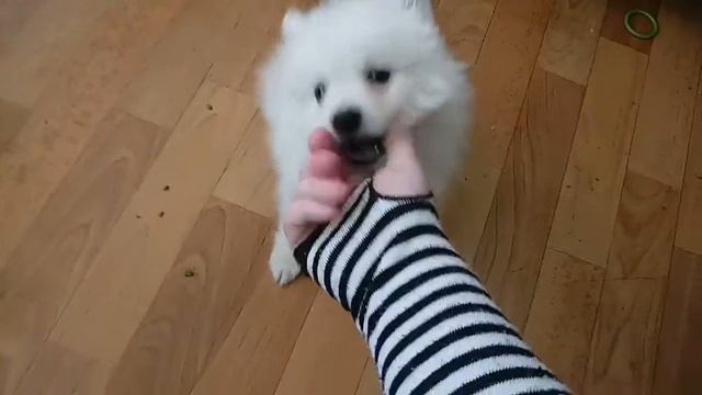 Померанский шпиц/Pomeranian смотреть онлайн
